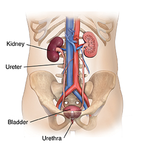 Front view of torso showing urinary system.