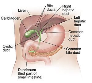 Front view of torso showing liver, gallbladder, and bile ducts.