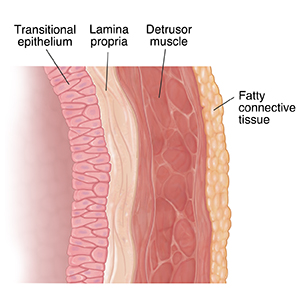 Close up cross section of bladder wall showing tissue layers.