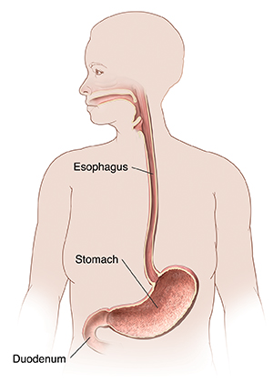 Front view of woman showing esophagus, stomach, and duodenum.