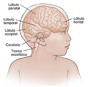 Imagen frontal de un niño con la cabeza girada, donde se aprecian los lóbulos del cerebro.