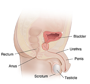 Cross section of male pelvis showing reproductive organs.