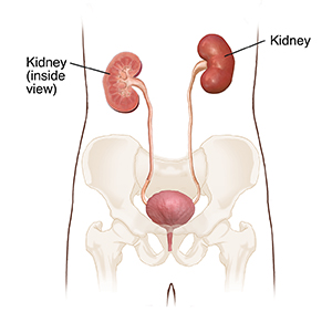 Front view of urinary tract showing kidneys, ureters, and bladder. One kidney shown in cross section.